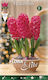 Gemma Gemma Biologische Hyacinthus Zwiebeln 3 S...