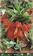 Flora Elite Frittillaria Bulb