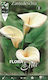 Flora Elite Samen Calla
