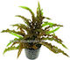 Live Aquarium Plants Cryptocoryne Costata