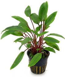 Live Aquarium Plants Cryptocoryne Beckettii