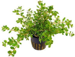 Live Aquarium Plants Rotala Rotundifolia