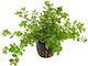 Live Aquarium Plants Rotala Rotundifolia
