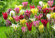 Βολβοί Τουλίπας Viridiflora – 11/12 5 Τμχ