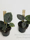 Alocasia Maharani Grauer Drache