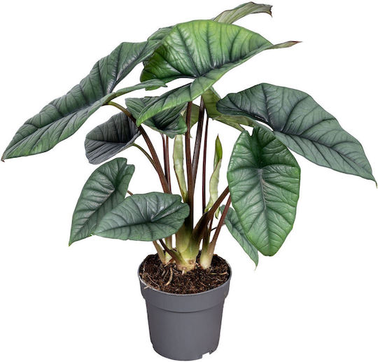 Alocasia Platinum