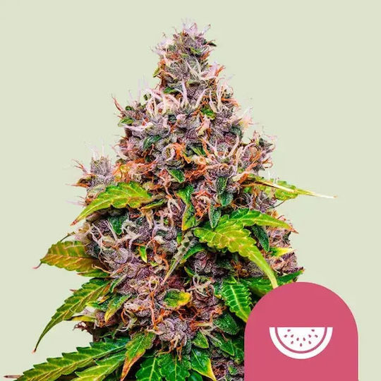 Royal Queen Seeds Σπόροι Καρπουζιού Royal Queen Seeds Σπόροι Καρπουζιού