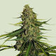 Royal Queen Seeds Minze Samen 3 Stück