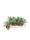 Дракаена Dracaena Fr Comp Jade Jewel