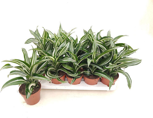 Дракаена Dracaena Fr Comp Jade Jewel