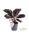 Καλαθέα Calathea Roseopicta Dottie