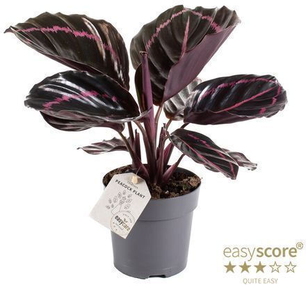 Καλαθέα Calathea Roseopicta Dottie
