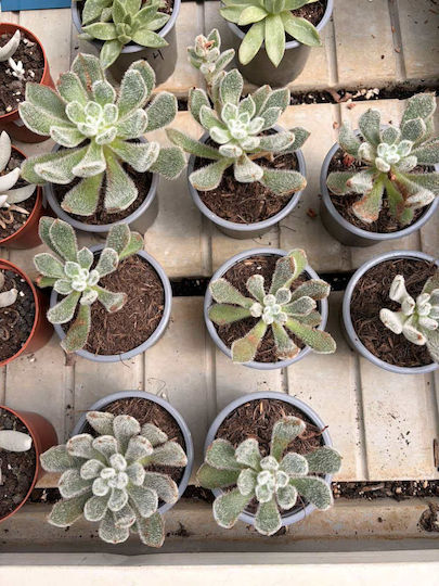 Εχεβέρια Echeveria Doris Taylor Εχεβέρια Echeveria Doris Taylor
