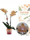 Phalaenopsis Mf Lemon Bolgheri 2 Stems Parfum Αρωματικη