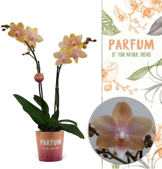 Phalaenopsis Mf Lemon Bolgheri 2 Stems Parfum Αρωματικη