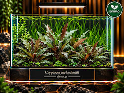 Abyssos Cryptocoryne Beckettii Live Aquarium Plant
