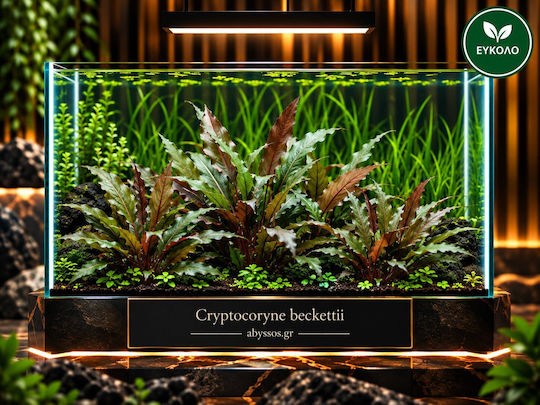 Abyssos Cryptocoryne Beckettii Live Aquarium Plant