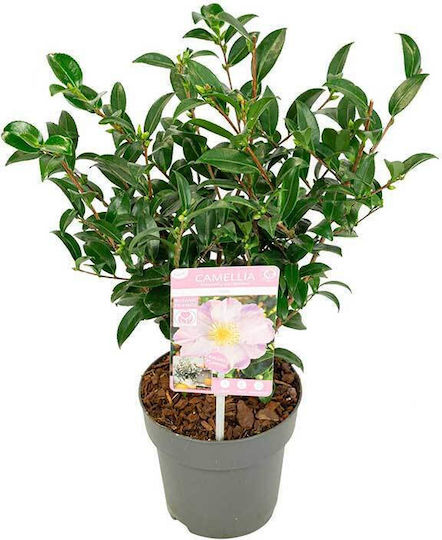 Camellia Sasanqua 'pink' Premium 15cm