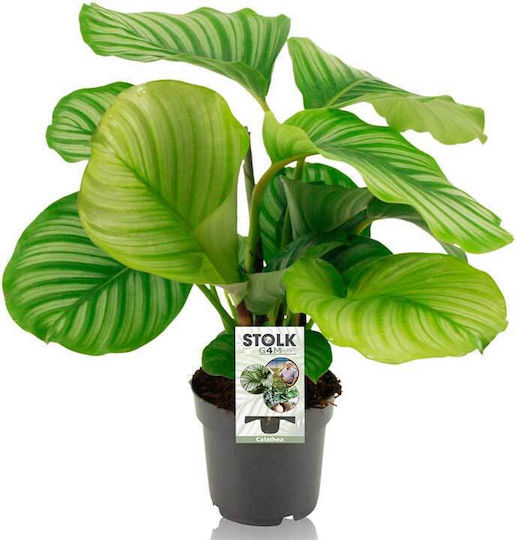 Calathea Orbifolia 14cm