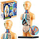 Lean Toys Natomical Model Human Body Organs Εκπαιδευτικό Παιχνίδι Γνώσεων για 6+ Ετών
