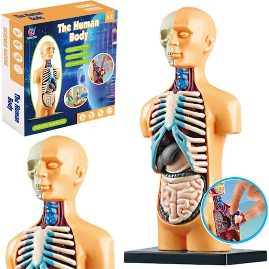 Lean Toys Natomical Model Human Body Organs Εκπαιδευτικό Παιχνίδι Γνώσεων για 6+ Ετών