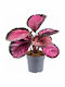 Καλαθεα Υ 35εκ Π 13εκ Calathea Roseopicta Rosy Milvaflowers