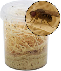 Drosophile Fruitflies 500ml