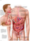 Karte der Anatomie von Erkrankungen des Verdauungssystems