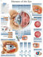 Eye Disease Anatomy Chart