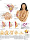 Anatomiekarte der weiblichen Brust