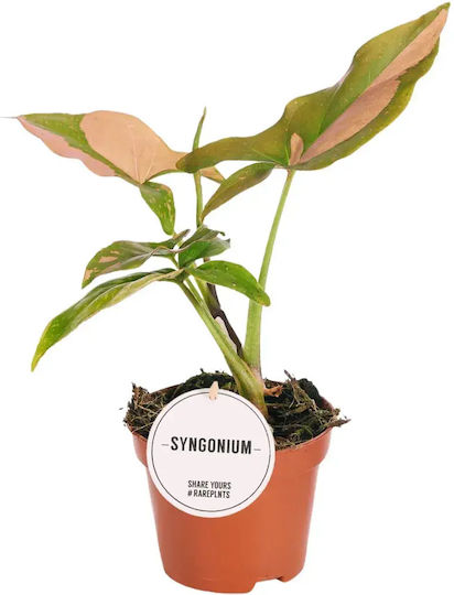 Syngonium Podophyllum 'red Spot' Pink Splash Ø6 Cm