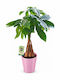 Pachira Roz în Ghiveci Ceramic H 40 cm L 13 cm MilvaFlowers