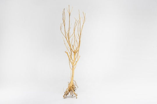 Τροπικα Ξυλα Ενυδρειου Temaxιο Aquadeco Slim Tree S 15–25 Cm