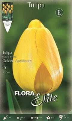 Flora Elite Луковици за лалета 10 бр.