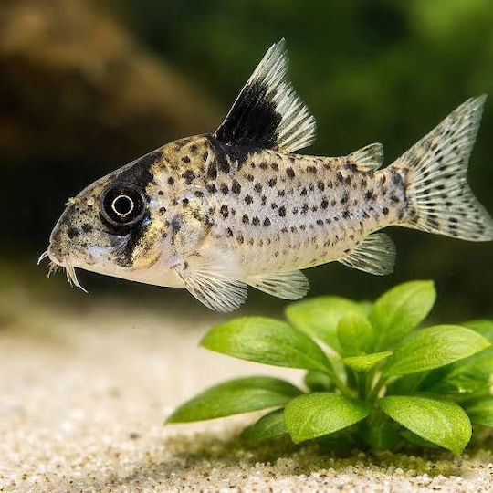 Corydoras Leucomelas M