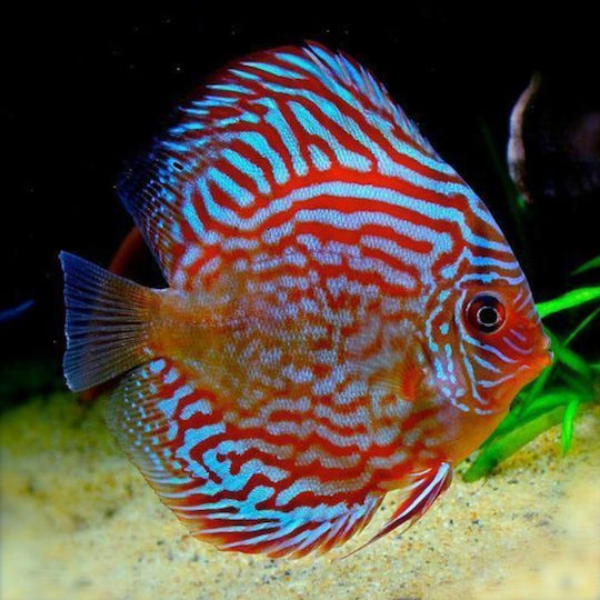 Symphysodon Aequifasciatus Red Turquoise 12 5-14cm