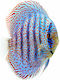 Symphysodon Aequifasciatus Leopard 10cm