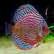 Symphysodon Aequifasciatus Red Turquoise 10cm