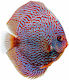 Symphysodon Aequifasciatus Red Snakeskin 11-12cm