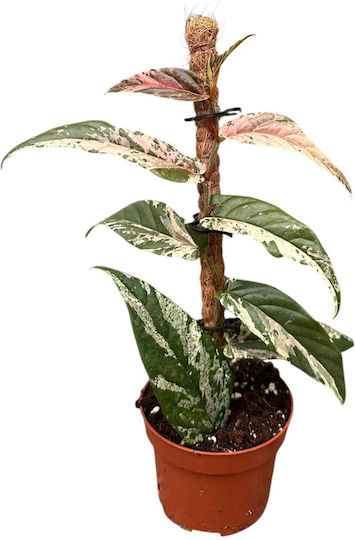 Φίκος Ficus Sagittata Variegata Pink