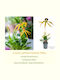 Encyclia Octopussy Cochleata Inca Tarantula Yellow Αρωματικη