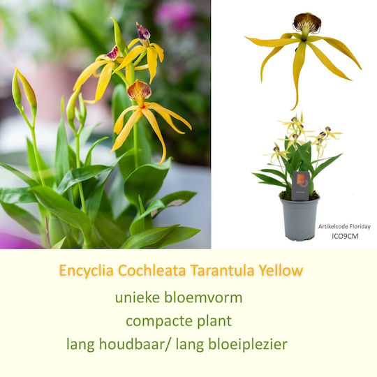 Encyclia Octopussy Cochleata Inca Tarantula Yellow Αρωματικη