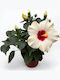 Ιβίσκος Hibiscus Rosa Sinensis Adonicus White