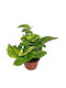 Epipremnum ‘lemon Joy’ 11cm