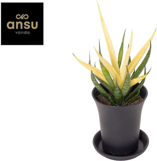 Sansevieria Comet Chrysanta Lemon im Dekotopf