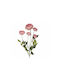 Ramură de Ranunculus cu 5 Flori, Roz de Toamnă, 62 cm