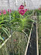 Vanda Fuchsia Red Xl